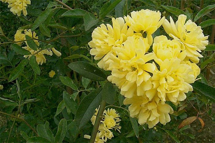 Rosa banksiae 'Lutea'