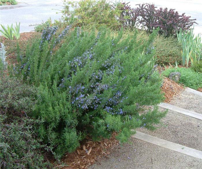 Rosmarinus officinalis 'Ken Taylor'