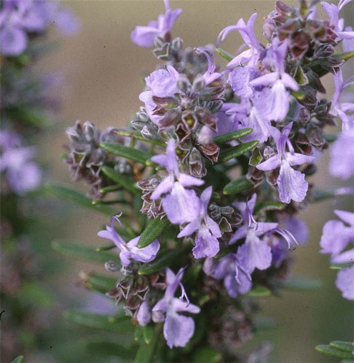 Rosmarinus officinalis 'Miss Jessup's Up