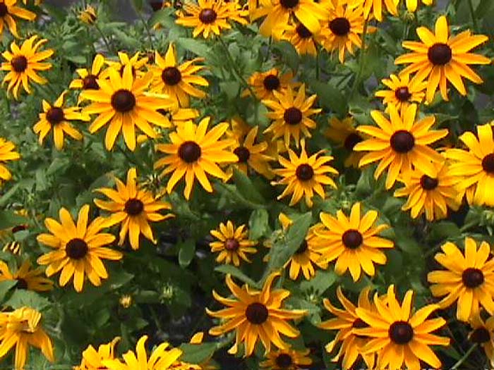 Rudbeckia hirta