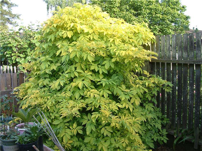 Sambucus nigra ' Aurea Golden'