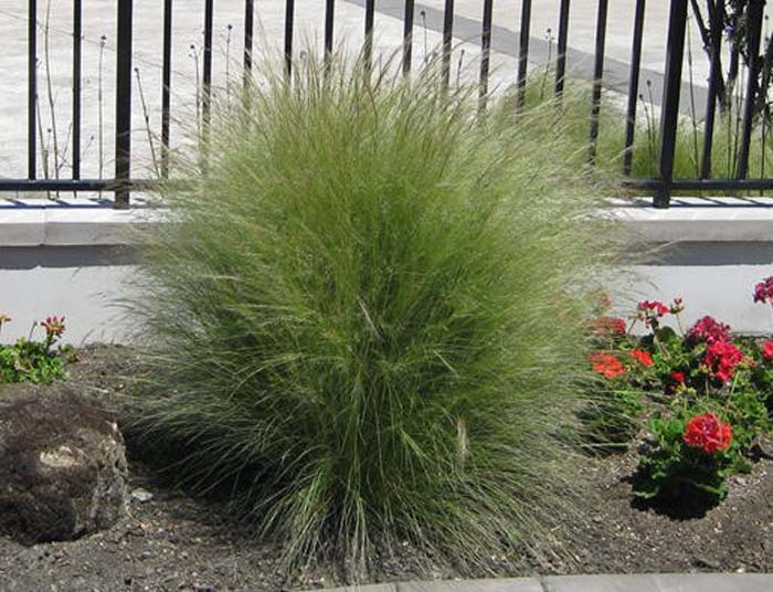 Mexican Feather Grass