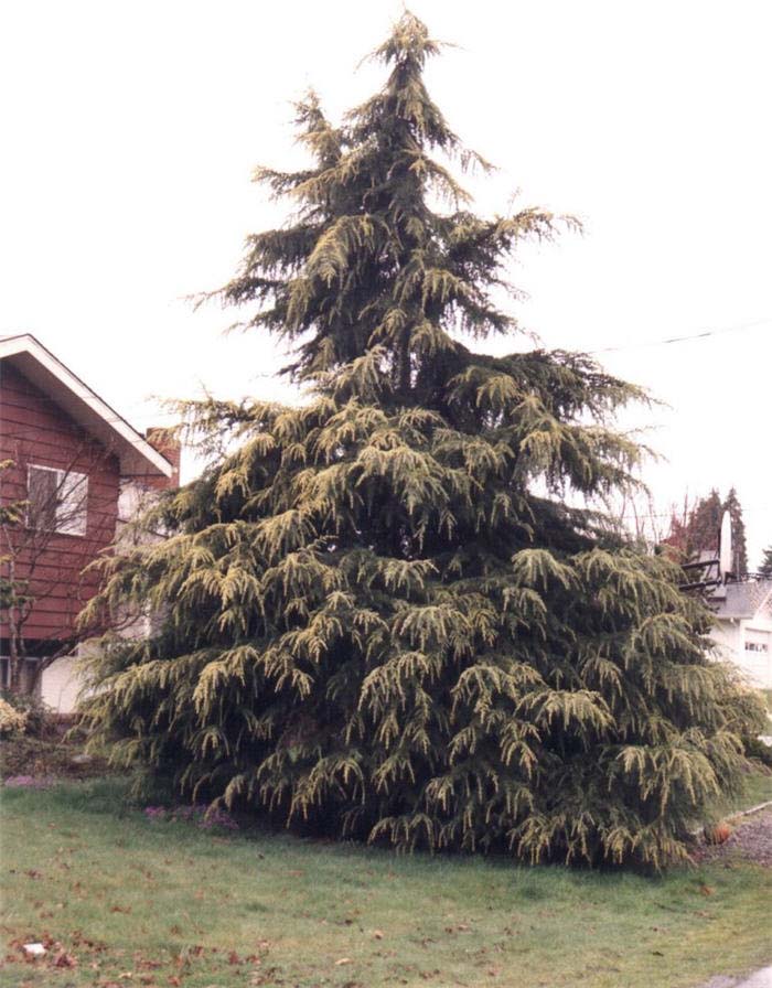 Cedar, Deodar 'Golden'