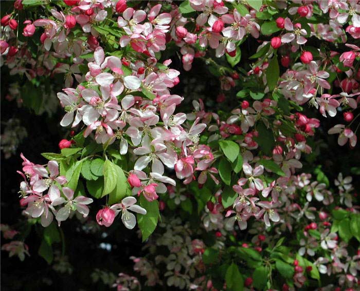 Malus X arnoldiana