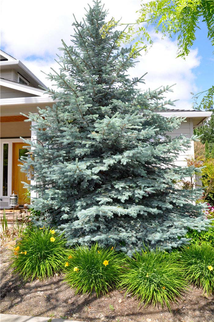 Cedar, Atlas 'Blue'