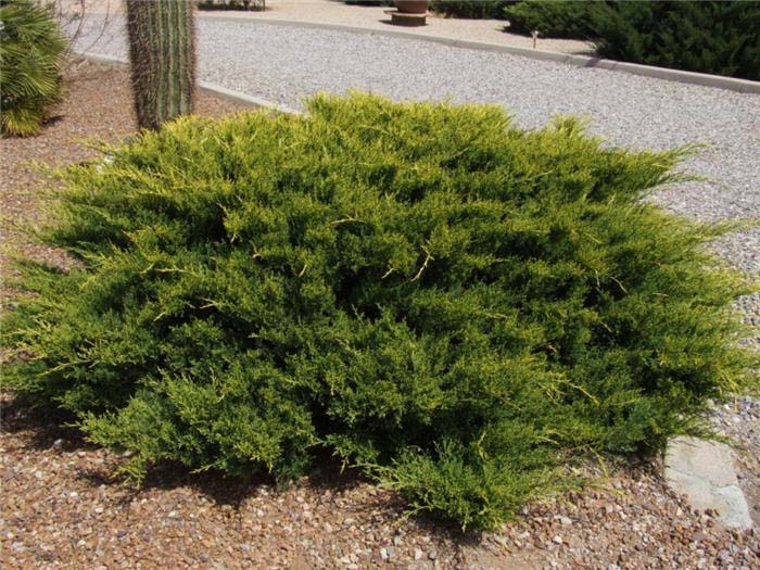 Plant photo of: Juniperus sabina 'Scandia'