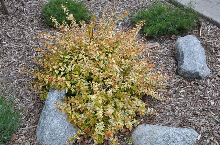 Abelia, Glossy 'Sunrise'