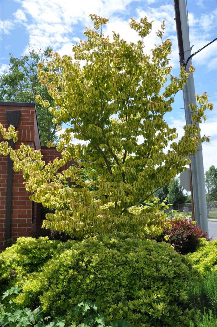 Cornus florida  yellow variegated