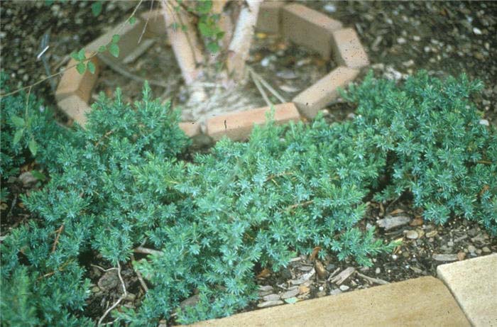 Juniperus 'Blue Pacific'