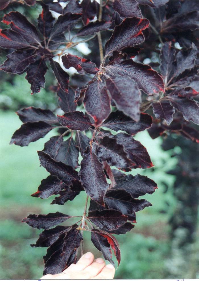 gummibaum stützen Gummibaum 'Tineke' – ruuds