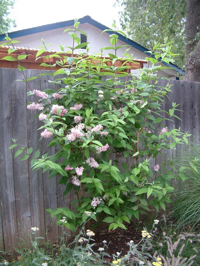 Deutzia, 'Pink-A-Boo' TM