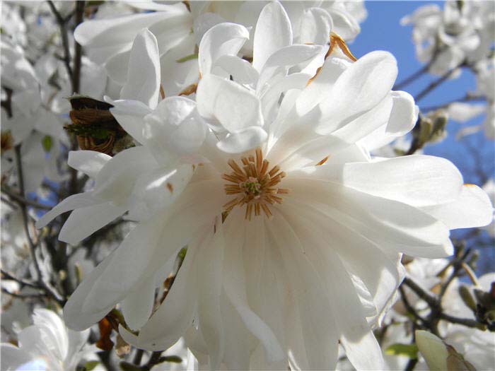 Magnolia stellata 'Royal Star'