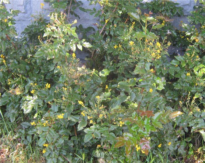 Oregon Grape, Dwarf