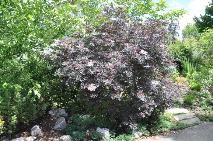 Sambucus nigra ' Black Lace'