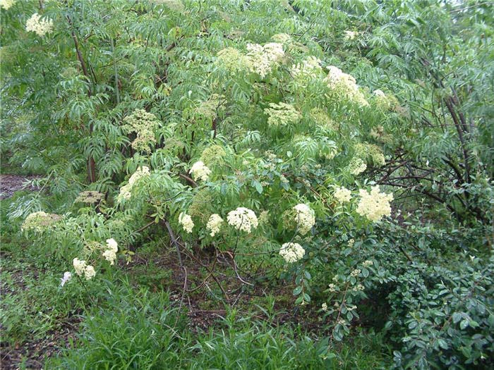 Elderberry, Blue