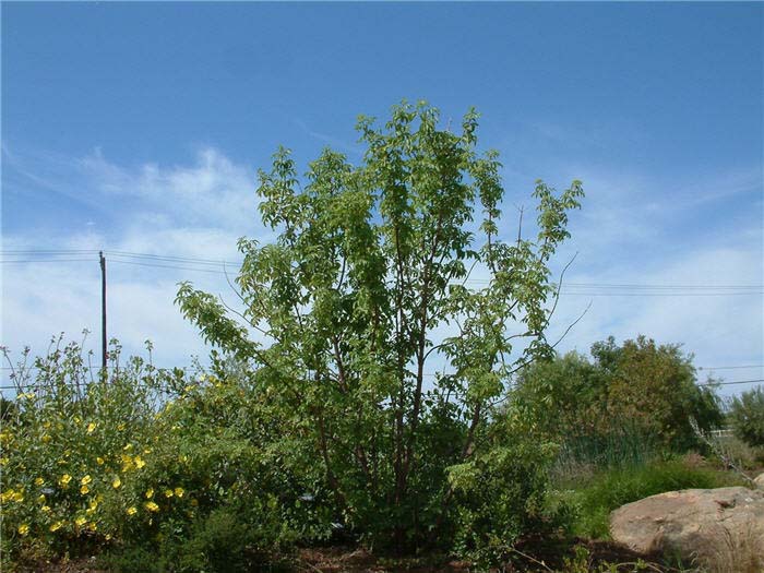 Plant photo of: Sambucus mexicana