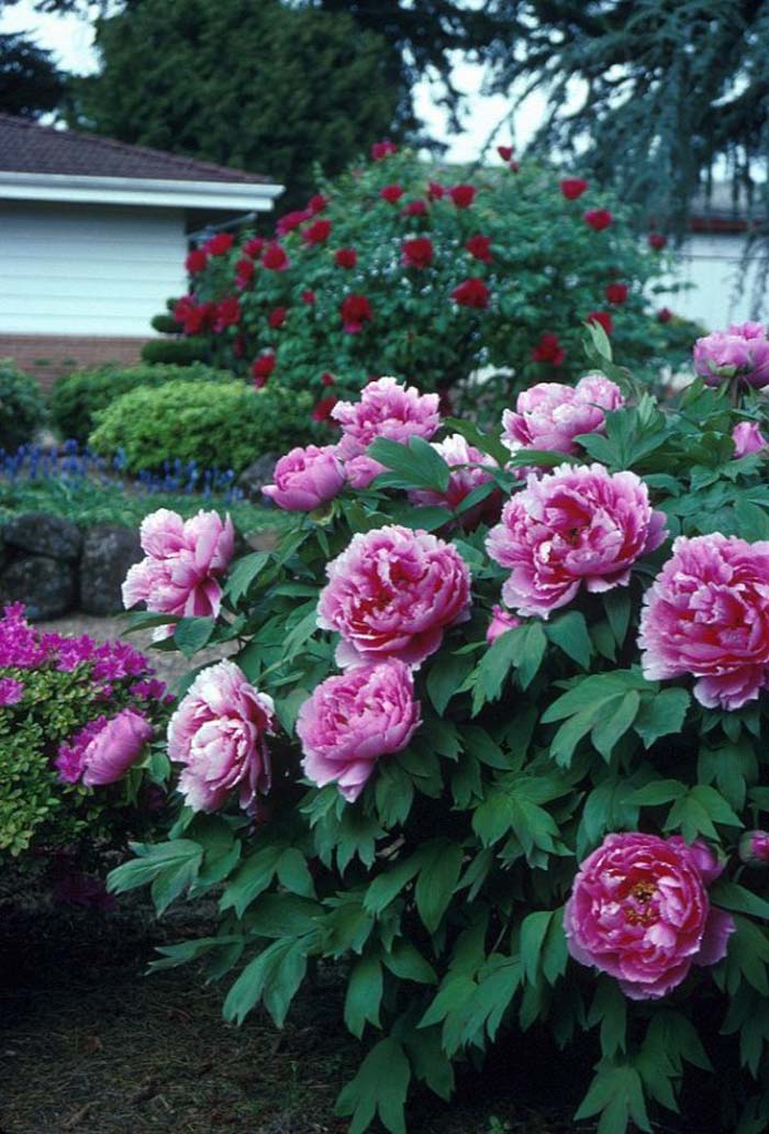 Paeonia cv. (assorted)