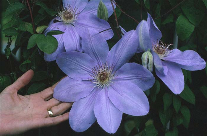 Clematis ' Mrs.Cholmondeley'