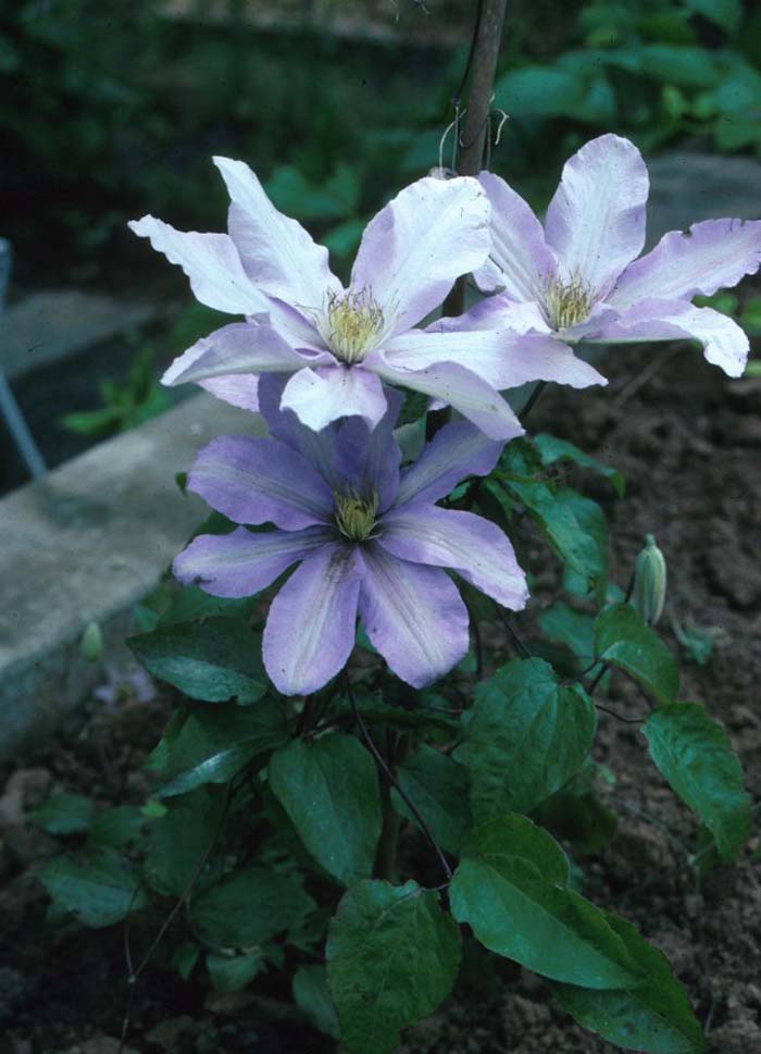 Plant photo of: Clematis 'Perrins Pride'