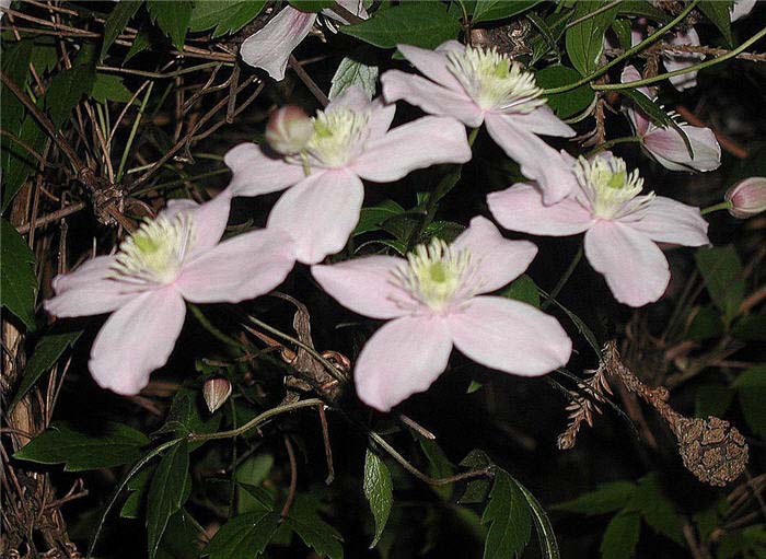 Clematis montana rubens