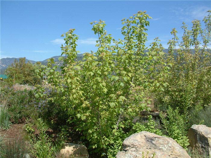 Umbellularia californica