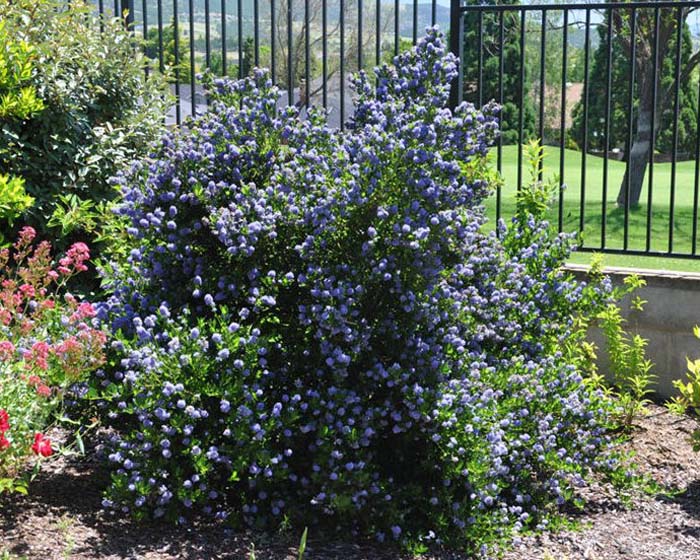 Plant photo of: Ceanothus 'Dark Star'