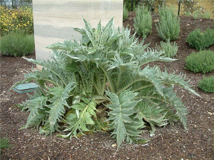 Cynara scolymus