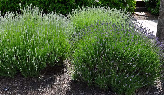 Lavandula angustifolia 'Munstead'