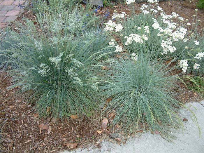 Fescue, Blue / Blue Fescue Grass