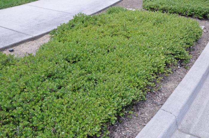 Arctostaphylos uva-ursi 'Radiant'