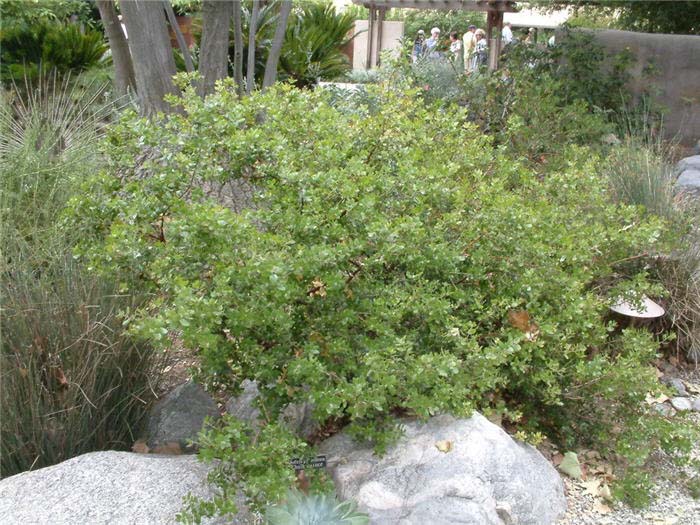 Arctostaphylos 'Sunset'