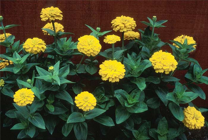 Plant photo of: Zinnia elegans 'Yellow Marvel'