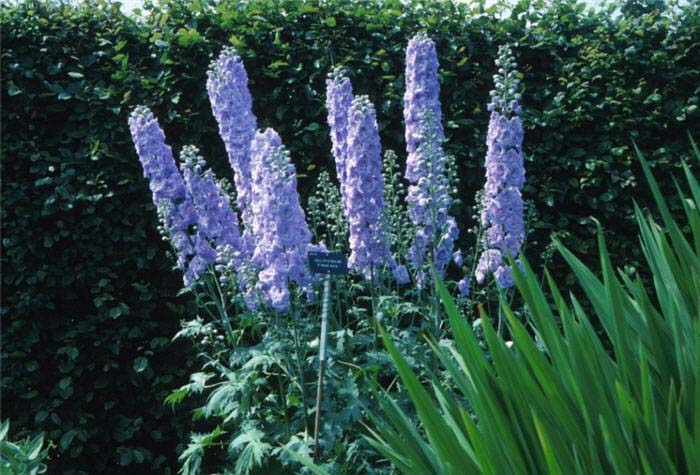 Delphinium elatum 'Blue Fountains'