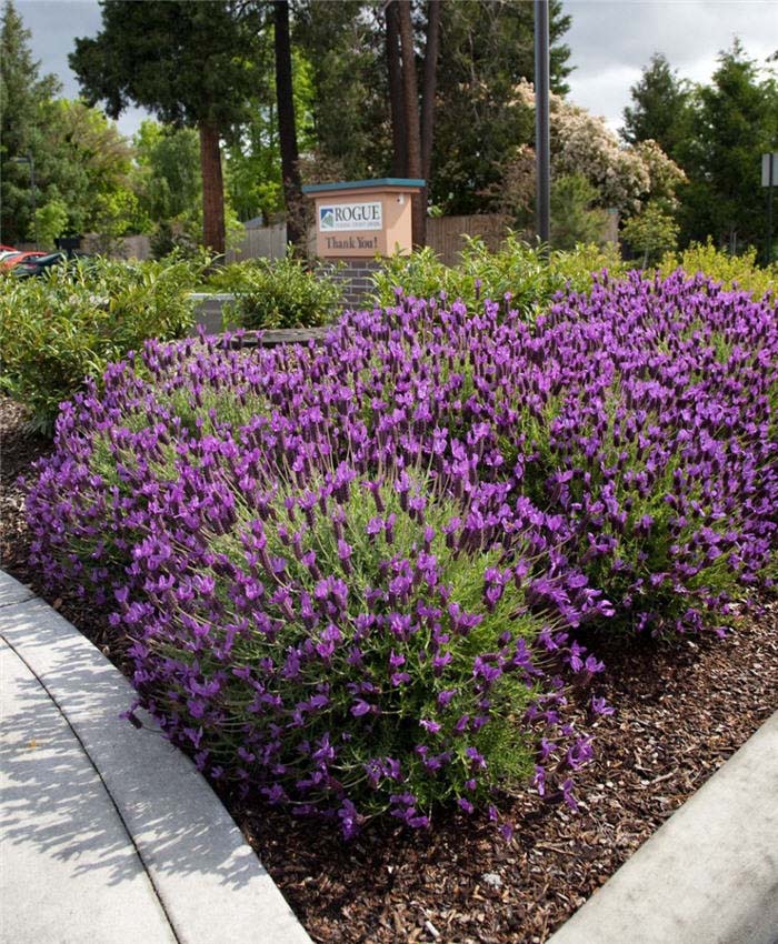 Lavandula stoechas