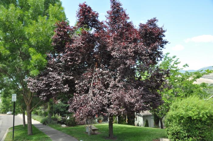 Prunus cerasifera 'Krauter Vesuvius'