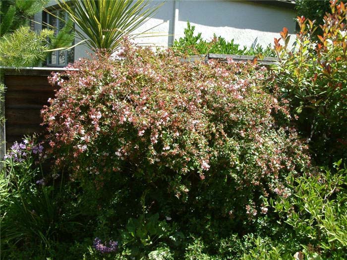 Plant photo of: Abelia X grandiflora