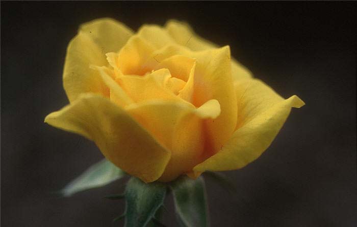 Rosa 'Oregold'