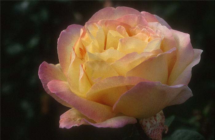 Rosa 'Peace'