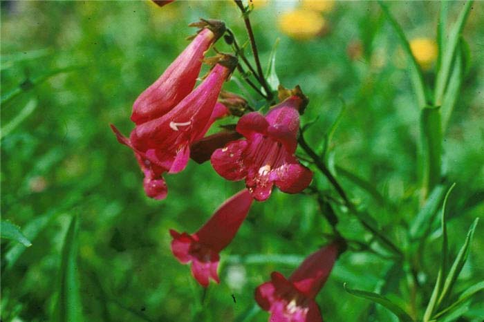 Penstemon, Cherry Glo Garden