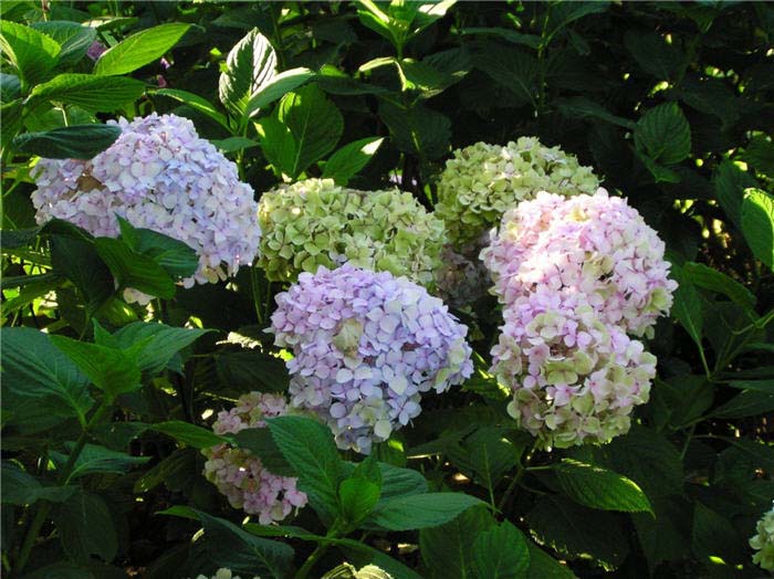 Hydrangea macrophylla