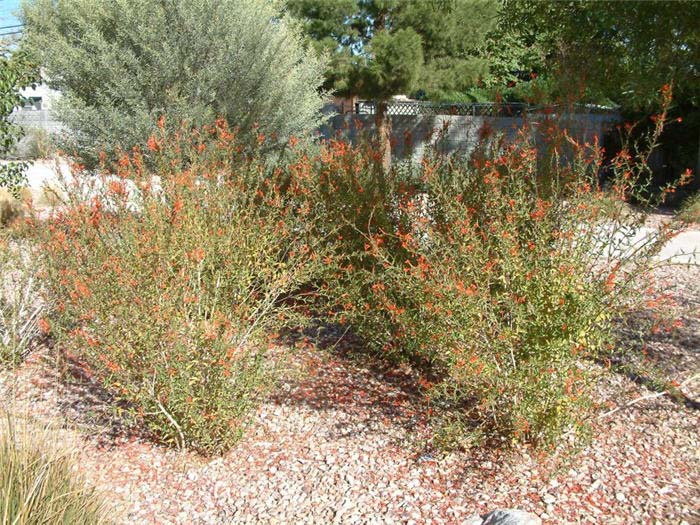 California Fuchsia, Zauschneria