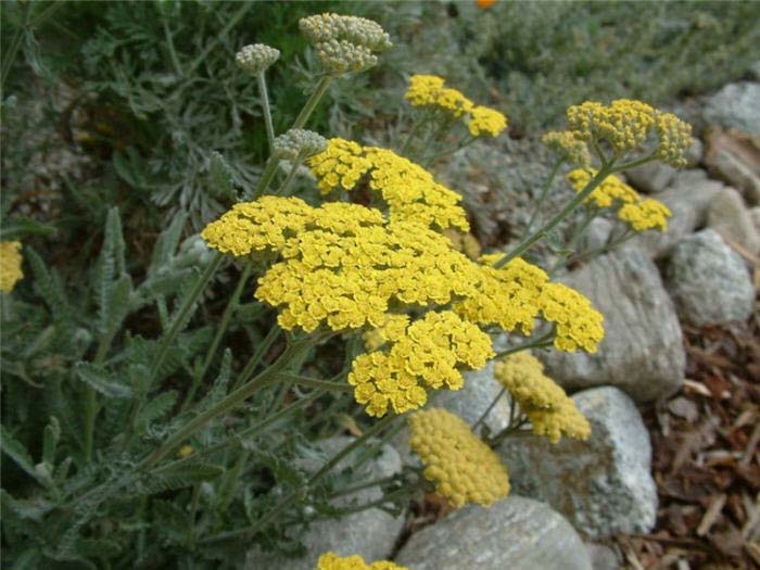 Yarrow, Cloth of Gold