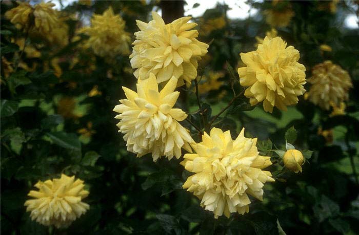 Rosa Climbing 'Golden Showers'