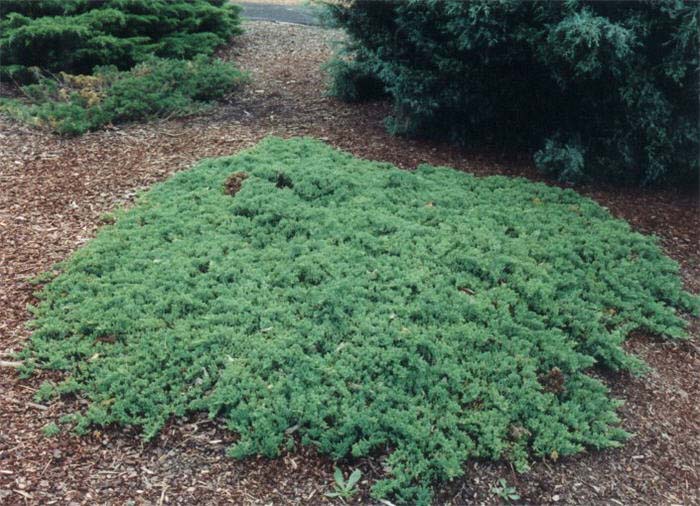 Juniper, Japanese Garden