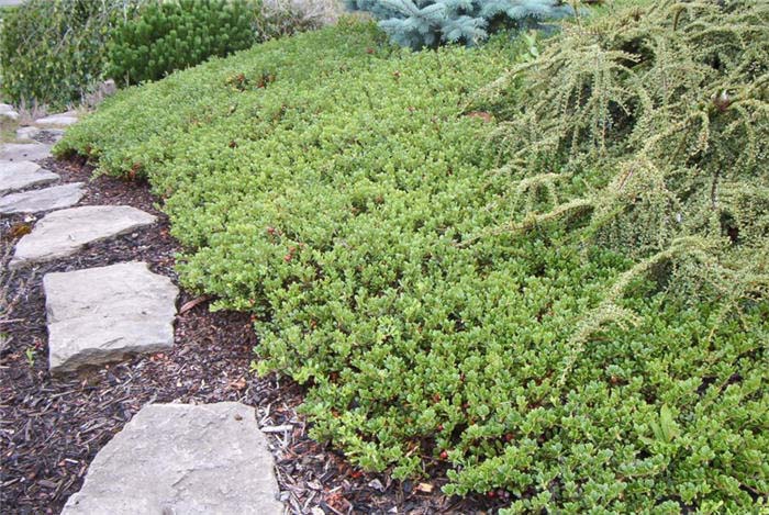 Arctostaphylos uva-ursi 'Massachusetts'