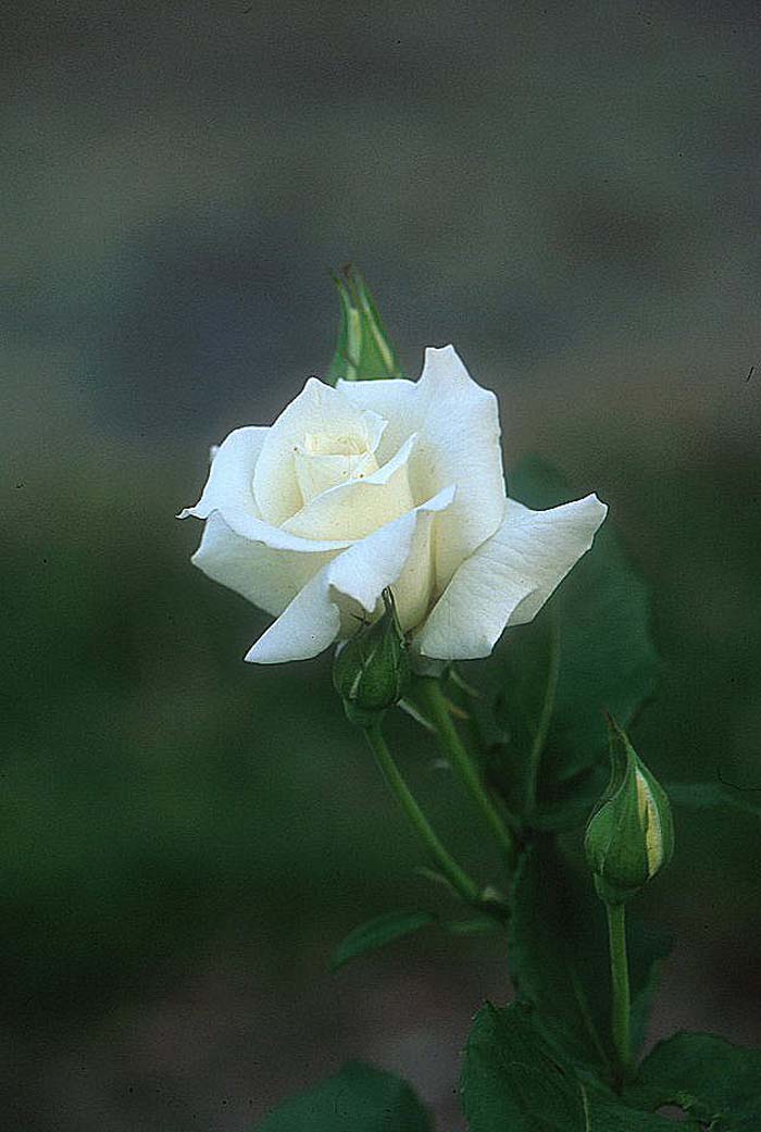 Rosa 'Pascali'