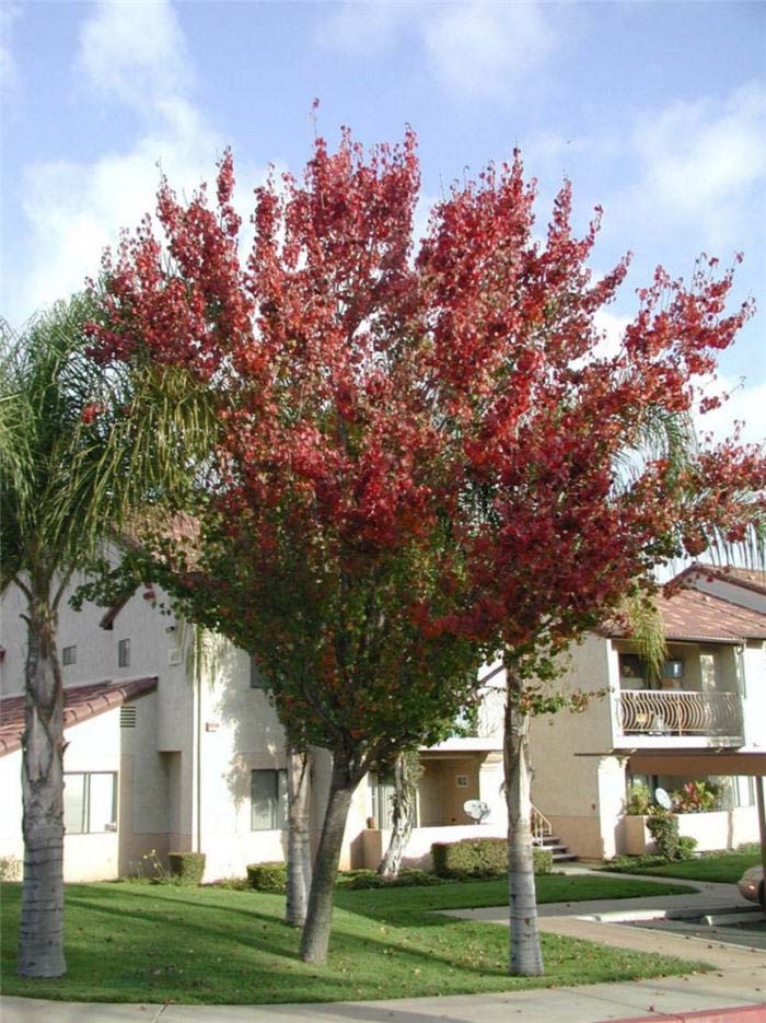 Pyrus calleryana 'Bradford'