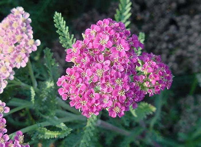 Yarrow, Heidi