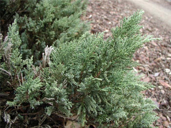 Juniperus sabina 'Tamariscifolia'