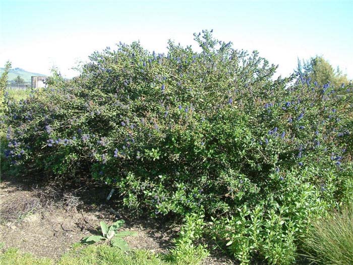 Ceanothus gloriosus 'Anchor Bay'